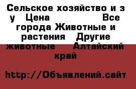 Сельское хозяйство и з/у › Цена ­ 2 500 000 - Все города Животные и растения » Другие животные   . Алтайский край